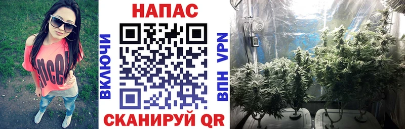 Каннабис OG Kush Ейск